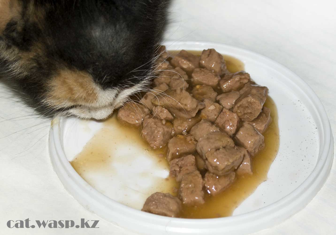 Friskies с индейкой в подливе - кормим котенка, отзыв и рекомендации