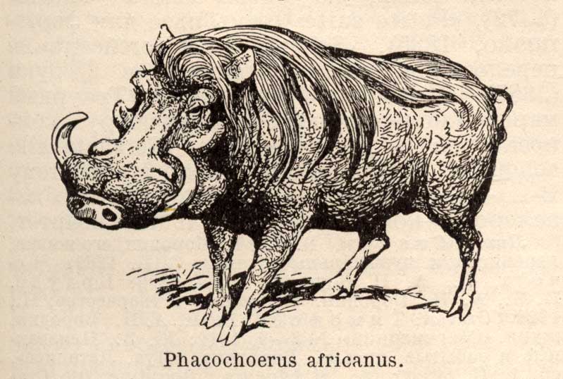 Бородавочник - Phacochoerus описание африканской свиньи