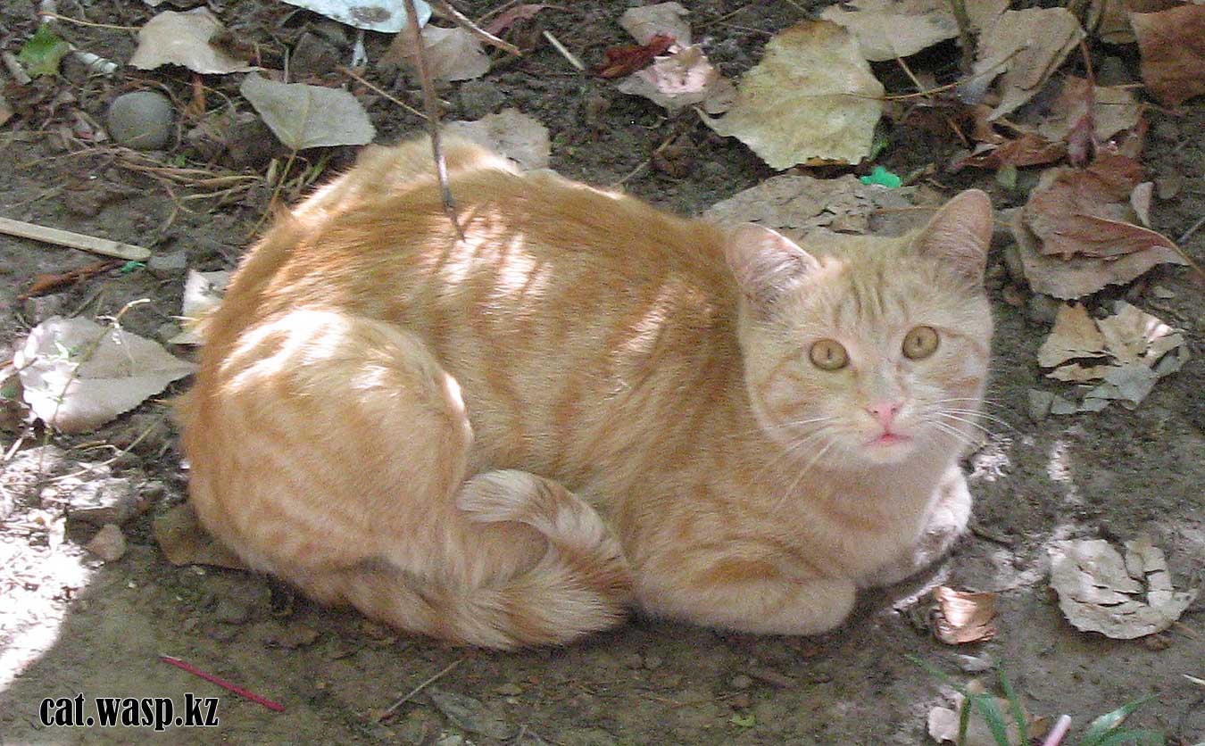 домашний рыжий кот потерялся в Алматы