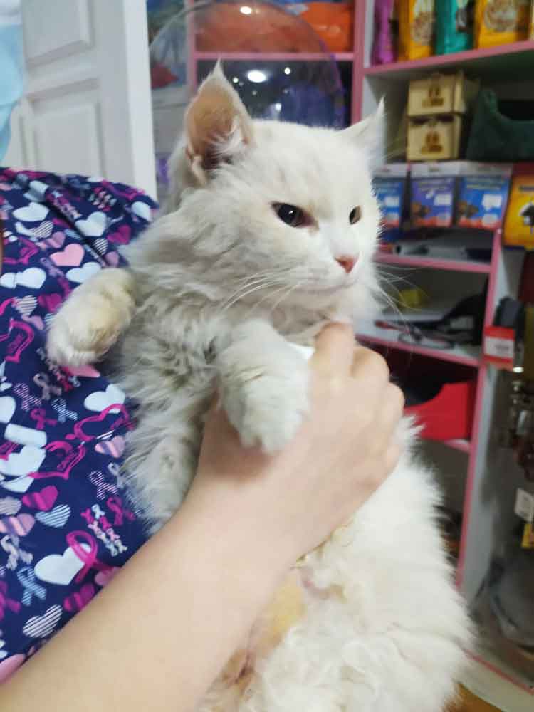 Алматы - помогите кошке найти хозяев