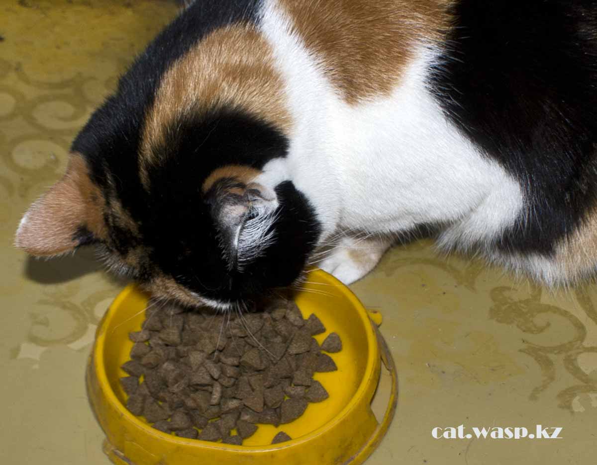 Как кошка есть сухой корм LAPKA с курицей - не хотят они их есть
