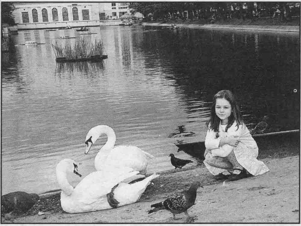 Белые лебеди на Чистых прудах в Москве