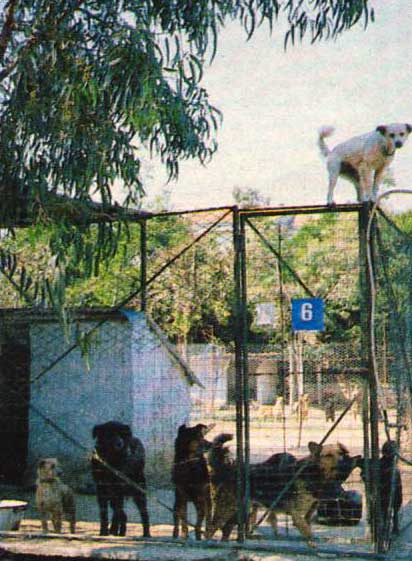 Ein Tierheim für obdachlose Hunde in Italien – was wird mit ihnen geschehen?