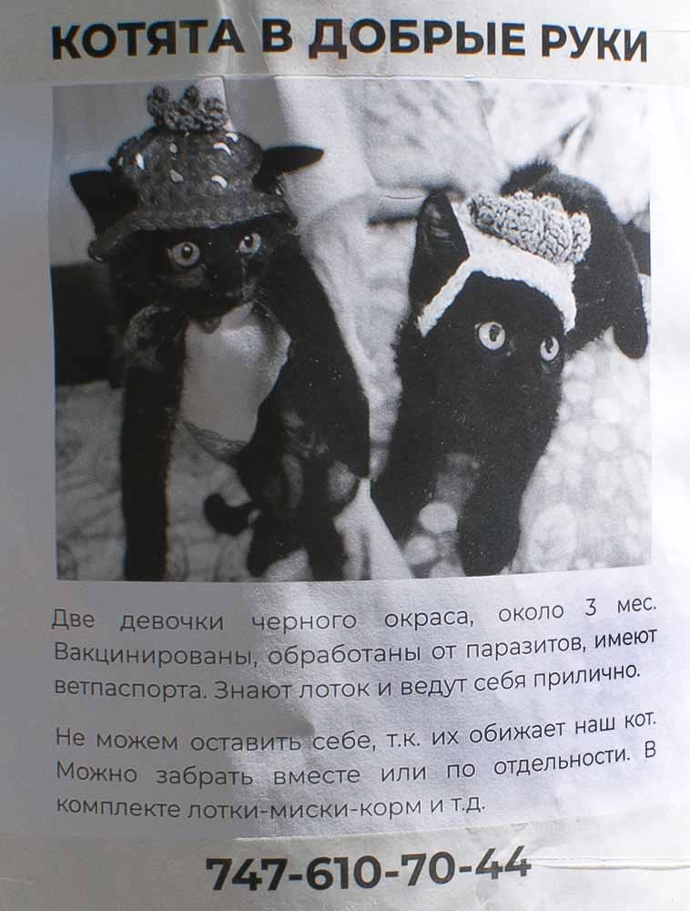 Котята в добрые руки в Алматы, возьмите и они принесут вам счастье!
