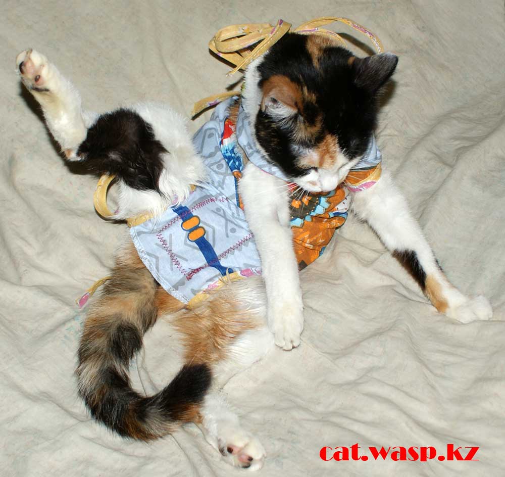 Как одеть на кошку собачий послеоперационный бандаж или попону