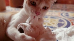 Кошка грызет туалетную бумагу...
