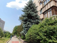 Алматы - зелень еще есть! Улица Саина... Орбита-4... Май 2023 года, но уже жара сильная...